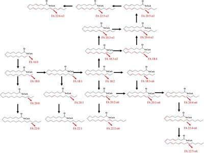 Plasma fingerprint of free fatty acids and their correlations with the traditional cardiac biomarkers in patients with type 2 diabetes complicated by coronary heart disease